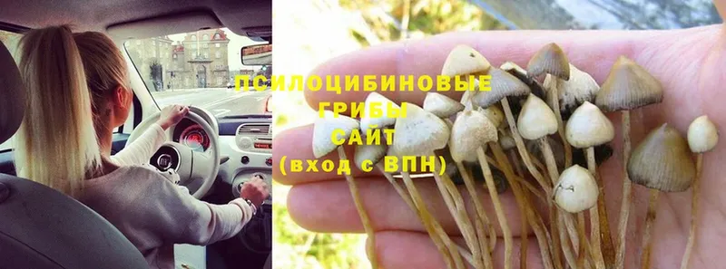 купить наркотики сайты  Вязники  Галлюциногенные грибы мицелий 